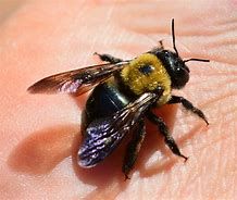 Carpenter Bee