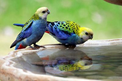 pale-headed rosella