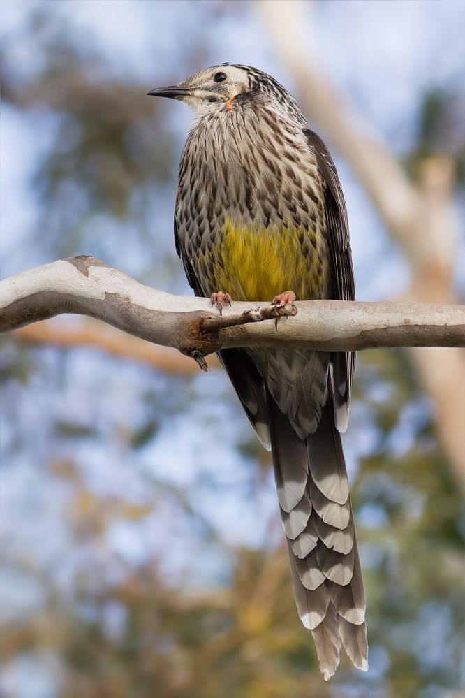 Wattle bird, said to be found in Tasmania.