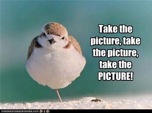 1202536748-funny_bird_pictures_with_captions__1_.jpg